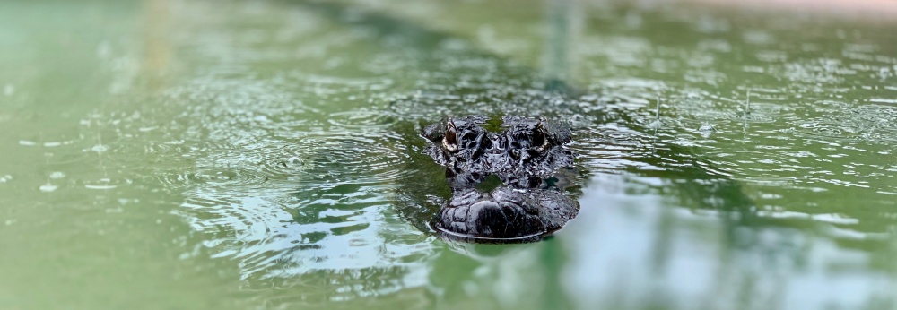 Navigating Florida’s Perilous Spousal Estate Inheritance