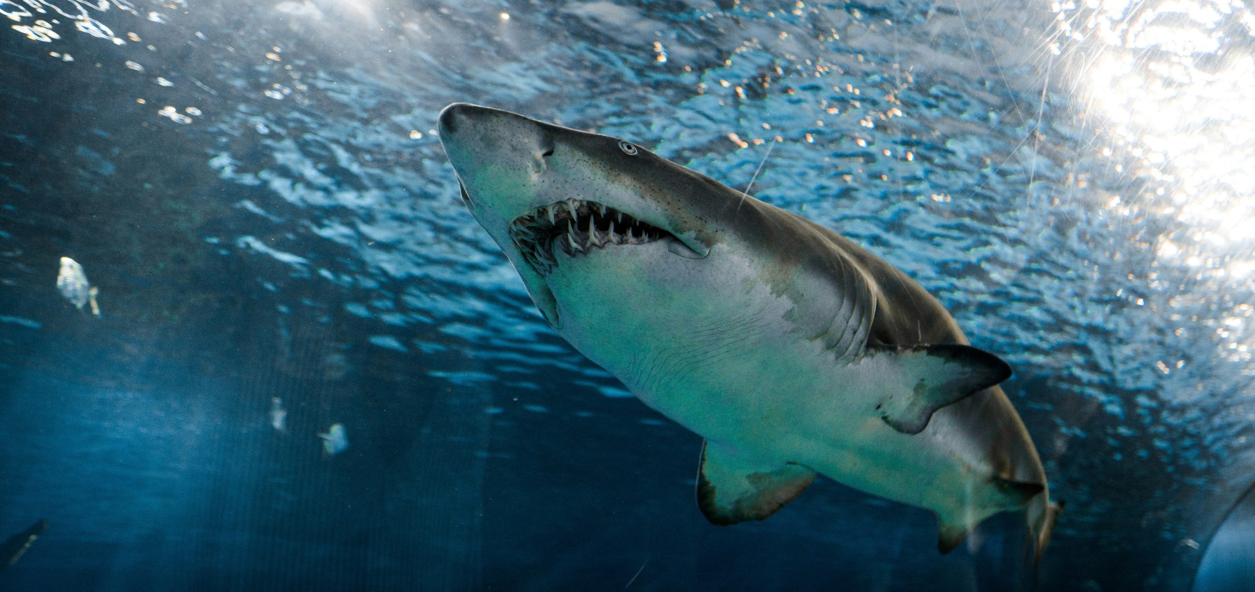 We Were Surfing, Then a Shark Ate Her